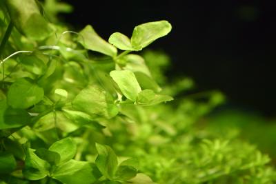 Bacopa australis