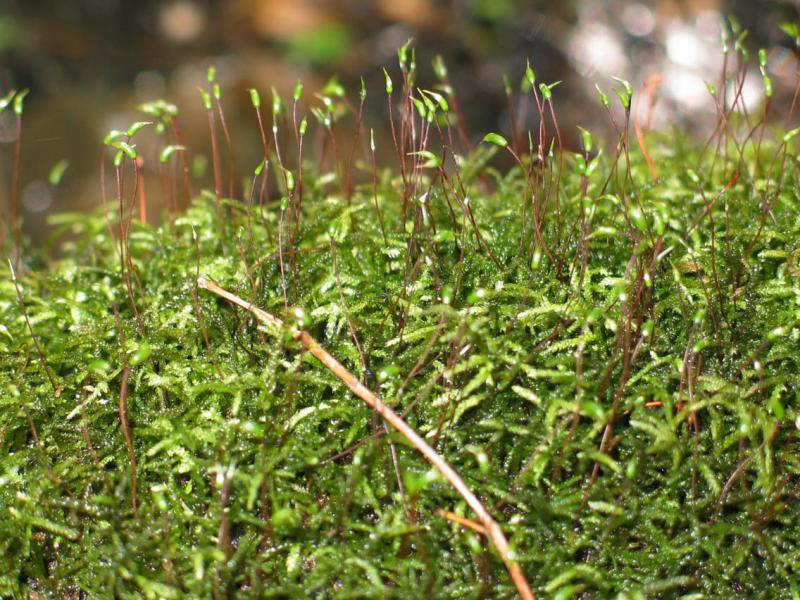 Moss with Sporophytes