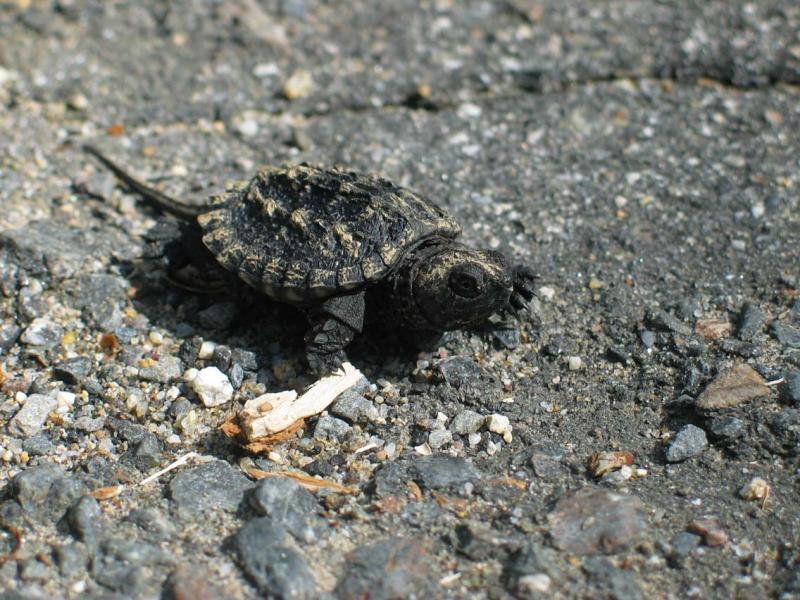 Baby snapping turtle