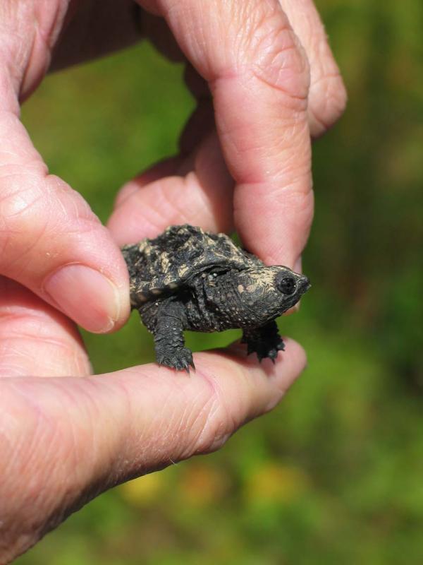 Baby snapping turtle with egg tooth