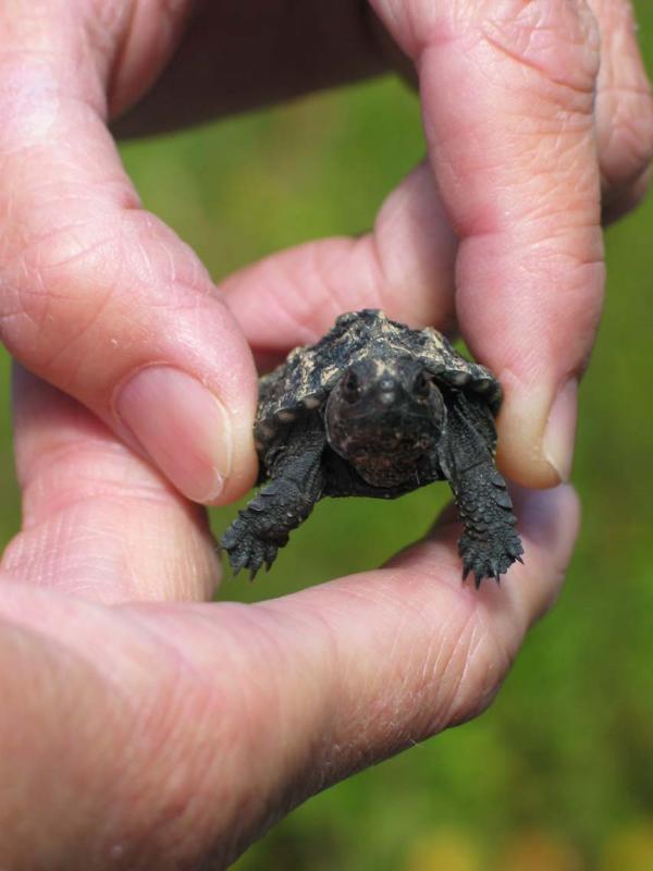 Baby snapping turtle