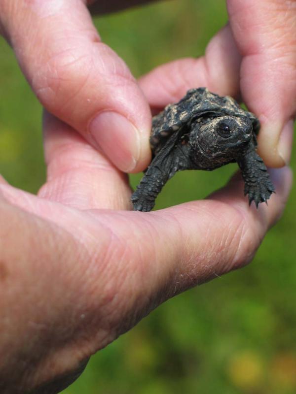 Baby snapping turtle