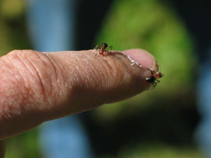Index Finger with Ants:  Allegheny Mound Ant (Formica exsectoides)