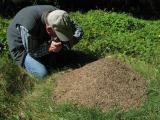 Big ant hill:  Allegheny Mound Ant (<i>Formica exsectoides</i>)