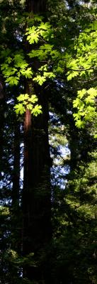 Redwood Leaves