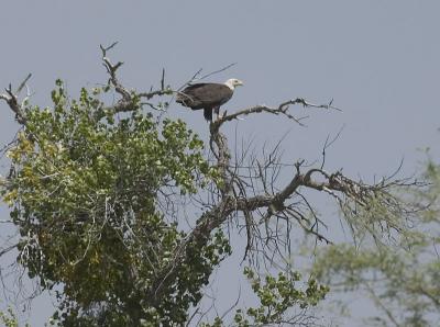 Bald Eagle Near Verde River Bridge