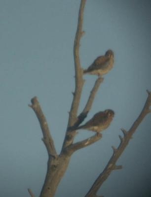 American Kestrels in Meadow (Matt Luttinen's scope afocal)