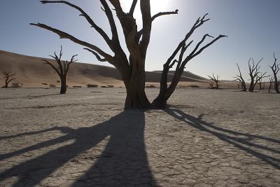 Dead Vlei