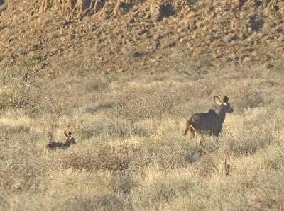 Kudu and Child