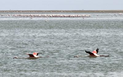 Flamingos, Walvis Bay, Namibia, 2004