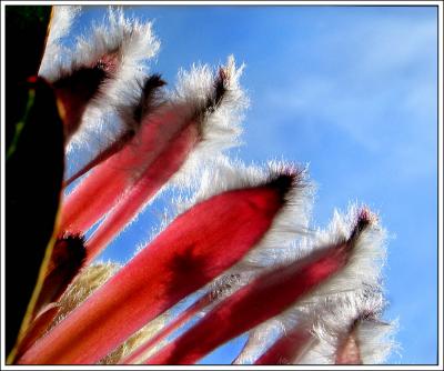 Pink Ice Protea  Two