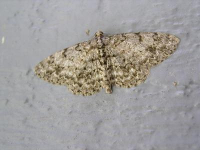 Small Engrailed MothEctropis crepuscularia