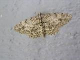 Small Engrailed Moth<BR><I>Ectropis crepuscularia</I>