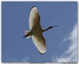 Australian White ibis flying