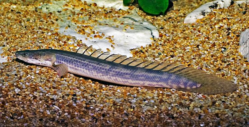 Polypterus bichir bichir