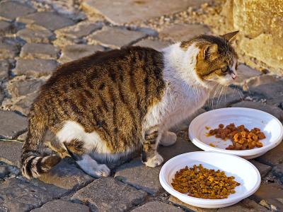 One of the Colosseum Cats