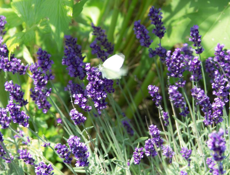 lavendar 2