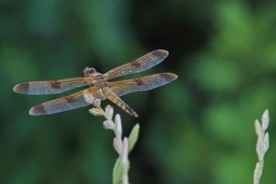 u47/pslabowski/medium/30443113.IMG01425.dragonfly4.web.jpg