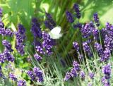 lavendar 2