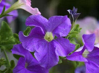 Purple Petunia