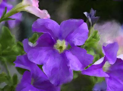 Painted Petunia