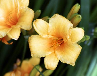 Yellow Daylily