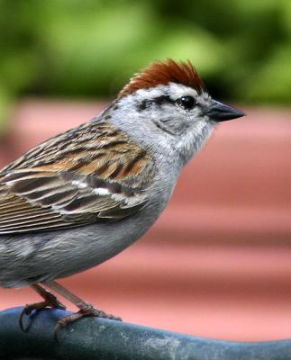Chipping Sparrow 5