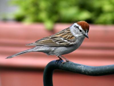 Chipping Sparrow 4