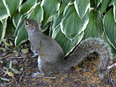 No Nuts Here