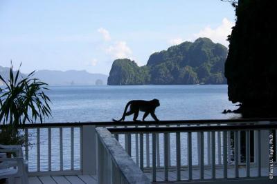 Monkey with Island View