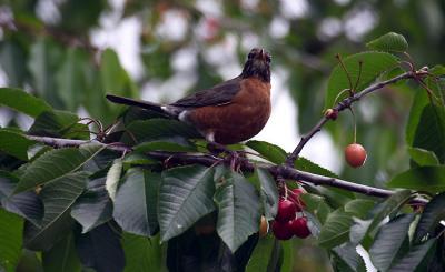 Robin in the Cherry Tree.jpg