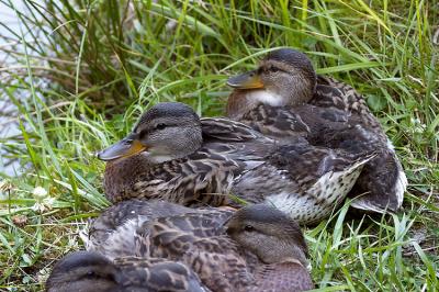 06-26-2004Ducklings