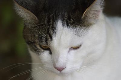 Cat.jpg
