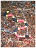 Coral Snake (?)