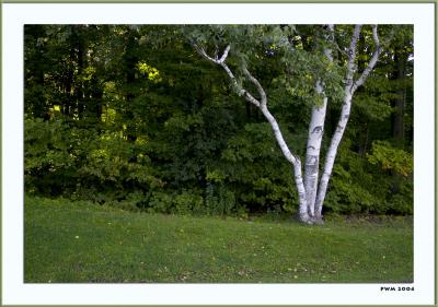 Birch Tree - Thatcher Park