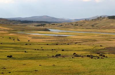 Grazing Buffalo