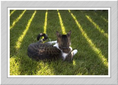 catching rays.jpg