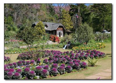 Clubhouse Gardens