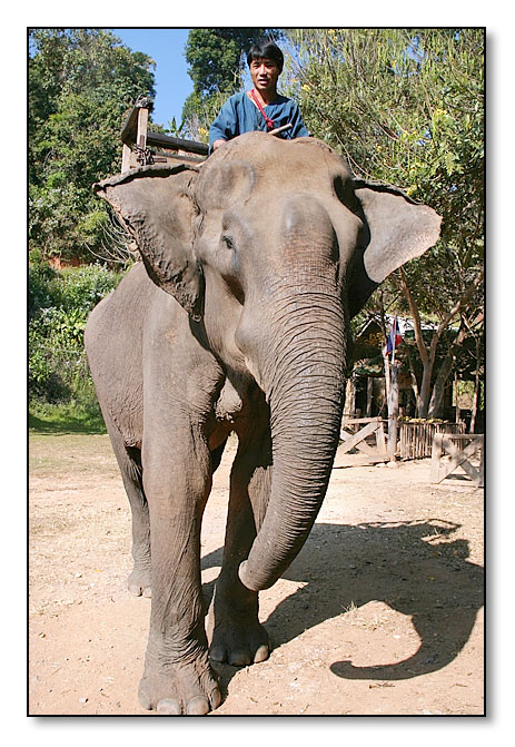 PongYang Elephant Camp - Mae Rim