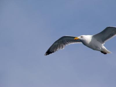 Gull off ferry Block Island RI