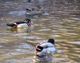 wood duck P1110290 copy.jpg