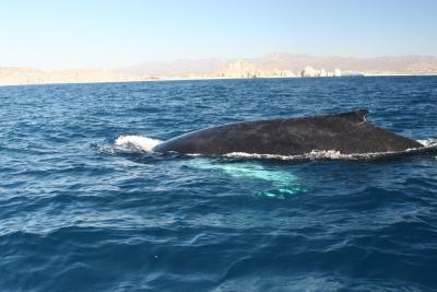 Whale 6.jpg