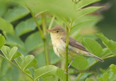 Orpheusspotvogel C10D_11434.jpg