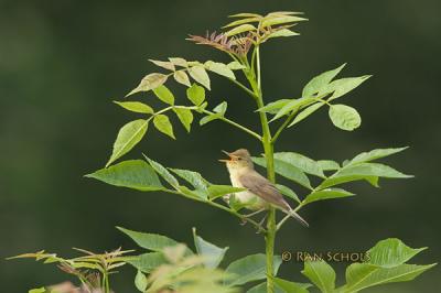 Orpheusspotvogel C10D_11436.jpg