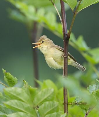 Orpheusspotvogel C10D_11452.jpg