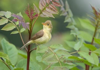 Orpheusspotvogel C10D_11465.jpg