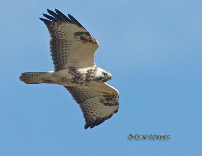 Buizerd C10D_12881.jpg