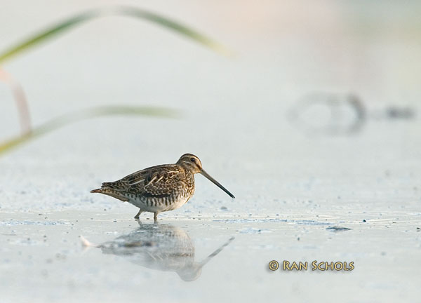 Watersnip C10D_12854.jpg