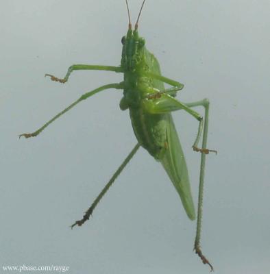 strange bug on my windshield