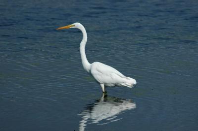 Great Egret-pb.jpg